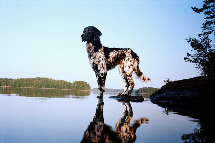 Gustl © 2016 brilio.net Gustl © 2016 brilio.net