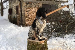 10 Foto hits Gustl, anjing yang jadi model dengan bayaran Rp 20 juta