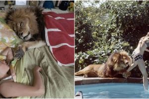 Pelihara seekor singa untuk film, nasib keluarga ini berujung tragis