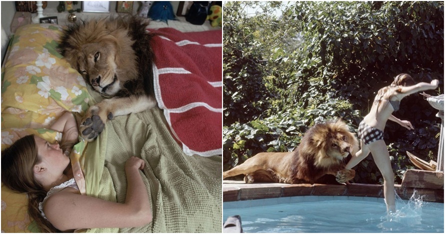 Pelihara seekor singa untuk film, nasib keluarga ini berujung tragis