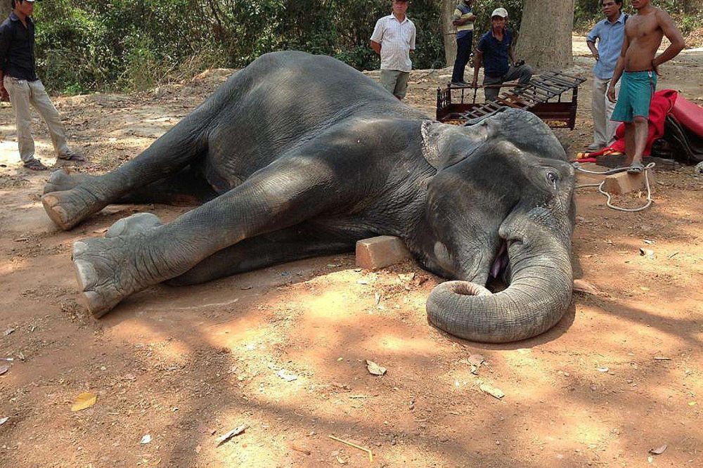 Elephant collapsed and died while carrying tourists to Angkor Wat