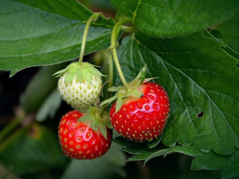 buah indoor © 2016 brilio.net buah indoor © 2016 brilio.net