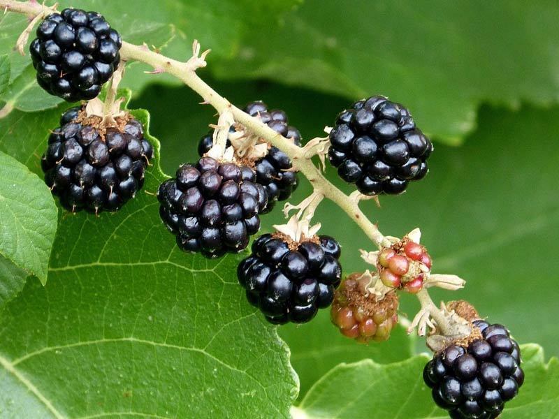 buah indoor © 2016 brilio.net buah indoor © 2016 brilio.net