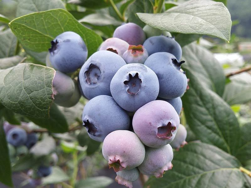 buah indoor © 2016 brilio.net buah indoor © 2016 brilio.net