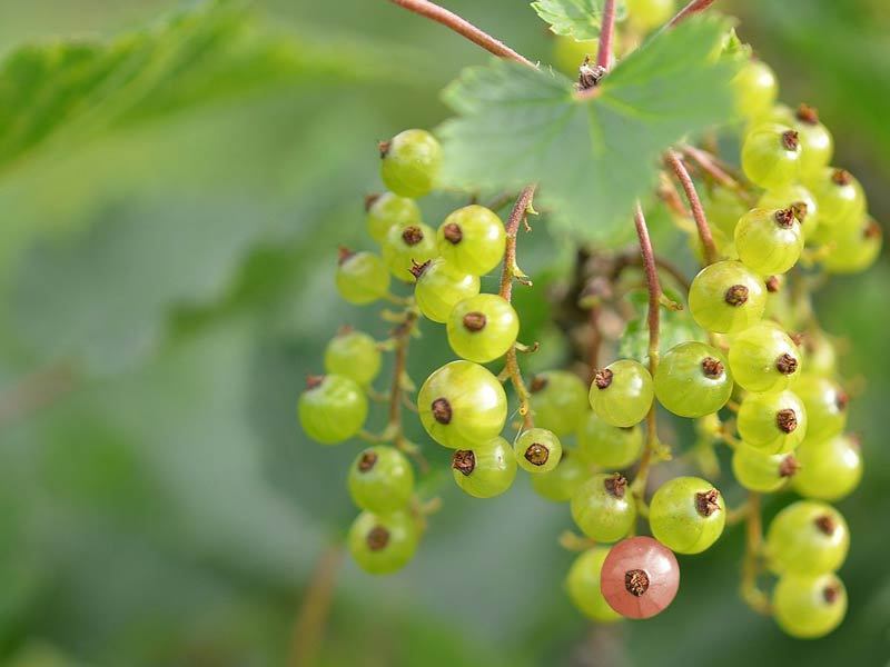 buah indoor © 2016 brilio.net buah indoor © 2016 brilio.net