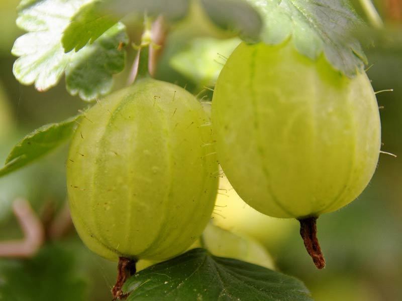 buah indoor © 2016 brilio.net buah indoor © 2016 brilio.net