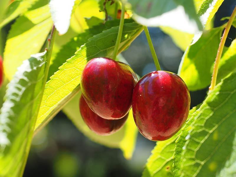 buah indoor © 2016 brilio.net buah indoor © 2016 brilio.net