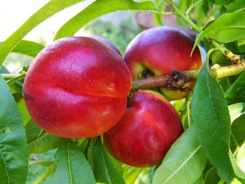 buah indoor © 2016 brilio.net buah indoor © 2016 brilio.net