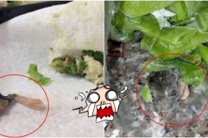 15 Foto ini ungkap sebaiknya periksa dulu makananmu sebelum dikonsumsi