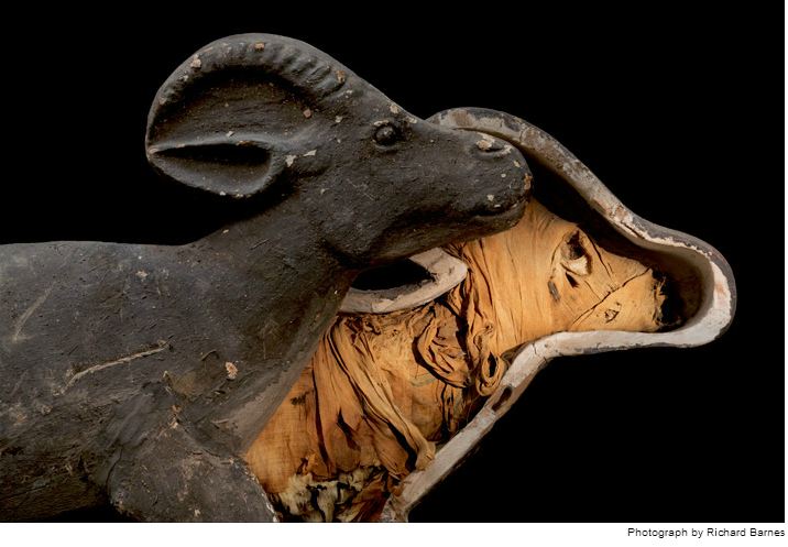 mumi hewan  Richard Barnes