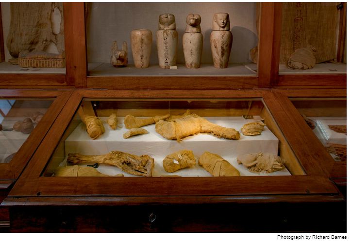 mumi hewan  Richard Barnes