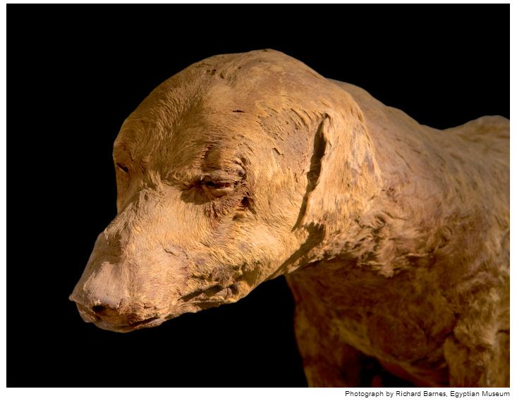 mumi hewan  Richard Barnes