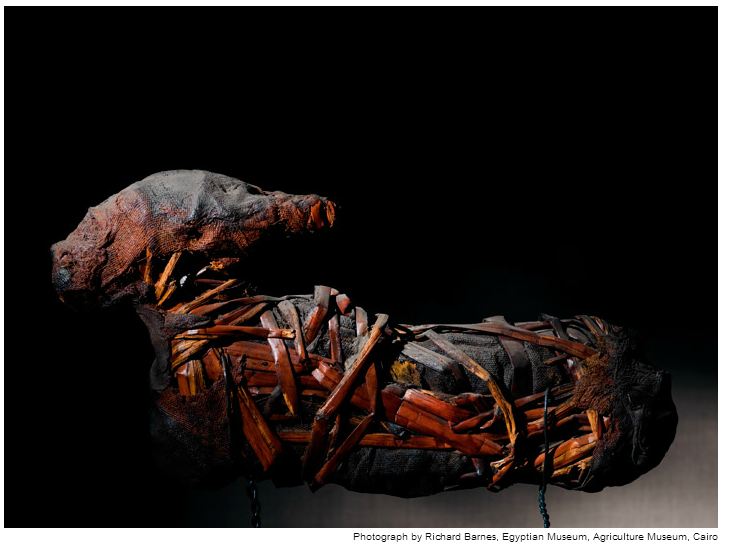 mumi hewan  Richard Barnes