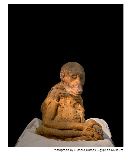 mumi hewan  Richard Barnes