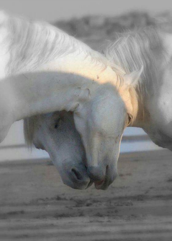 hewan romantis © 2016 brilio.net hewan romantis © 2016 brilio.net