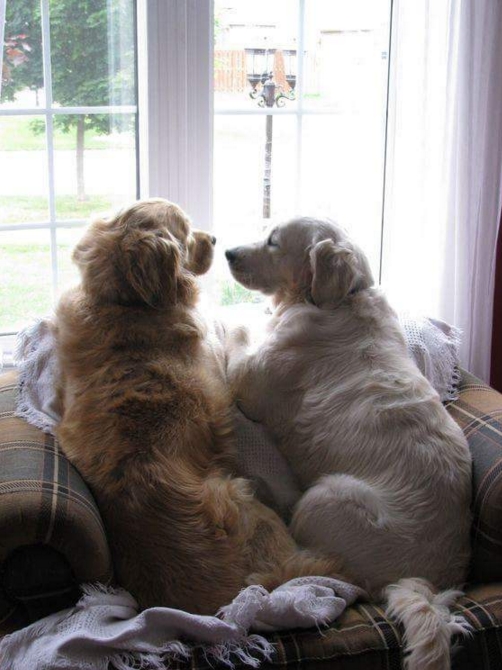 hewan romantis © 2016 brilio.net hewan romantis © 2016 brilio.net