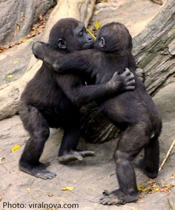 hewan romantis © 2016 brilio.net hewan romantis © 2016 brilio.net