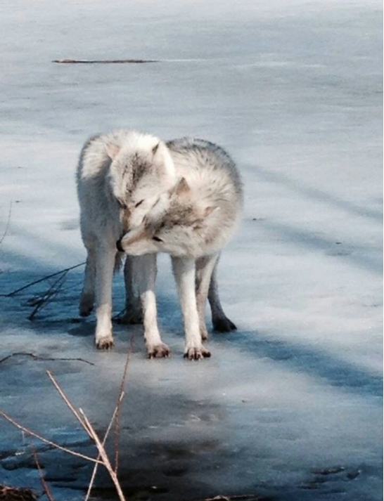 hewan romantis © 2016 brilio.net hewan romantis © 2016 brilio.net