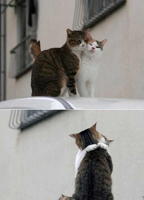 hewan romantis © 2016 brilio.net hewan romantis © 2016 brilio.net