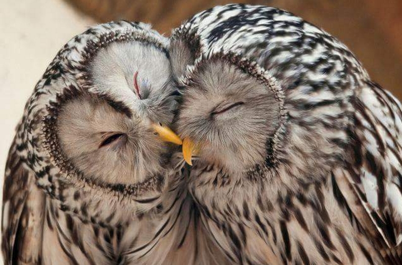 hewan romantis © 2016 brilio.net hewan romantis © 2016 brilio.net