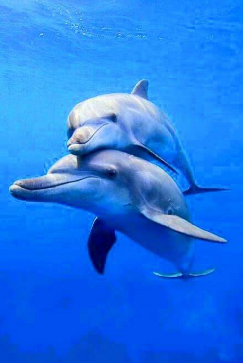 hewan romantis © 2016 brilio.net hewan romantis © 2016 brilio.net