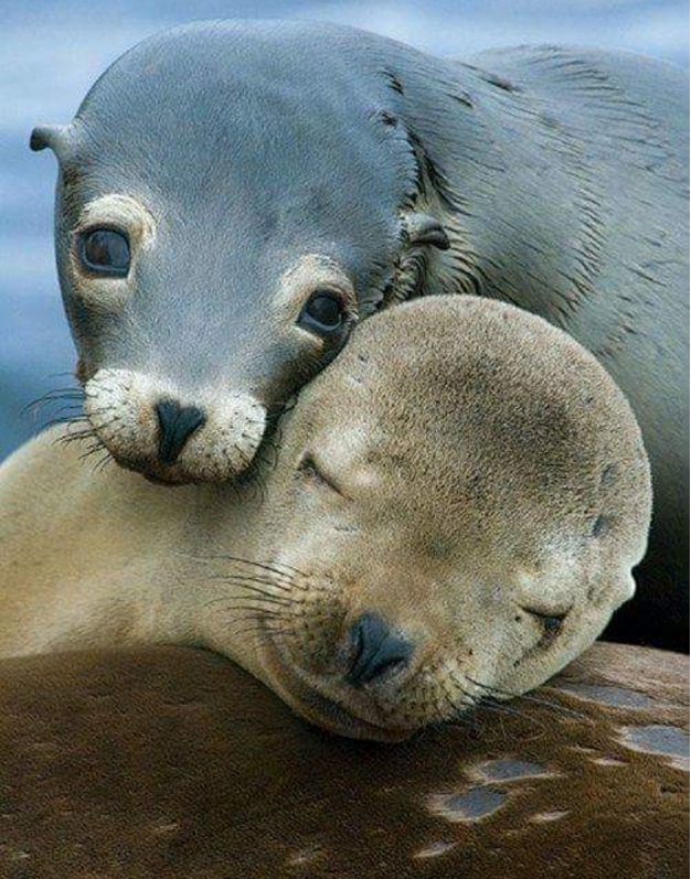 hewan romantis © 2016 brilio.net hewan romantis © 2016 brilio.net