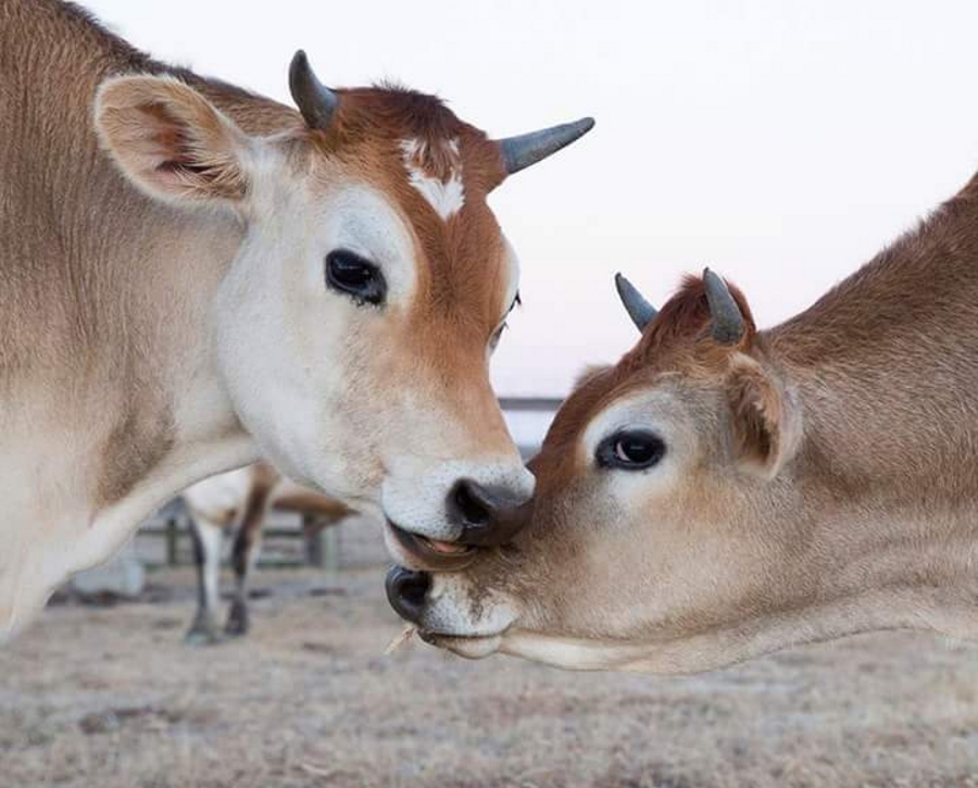 hewan romantis © 2016 brilio.net hewan romantis © 2016 brilio.net