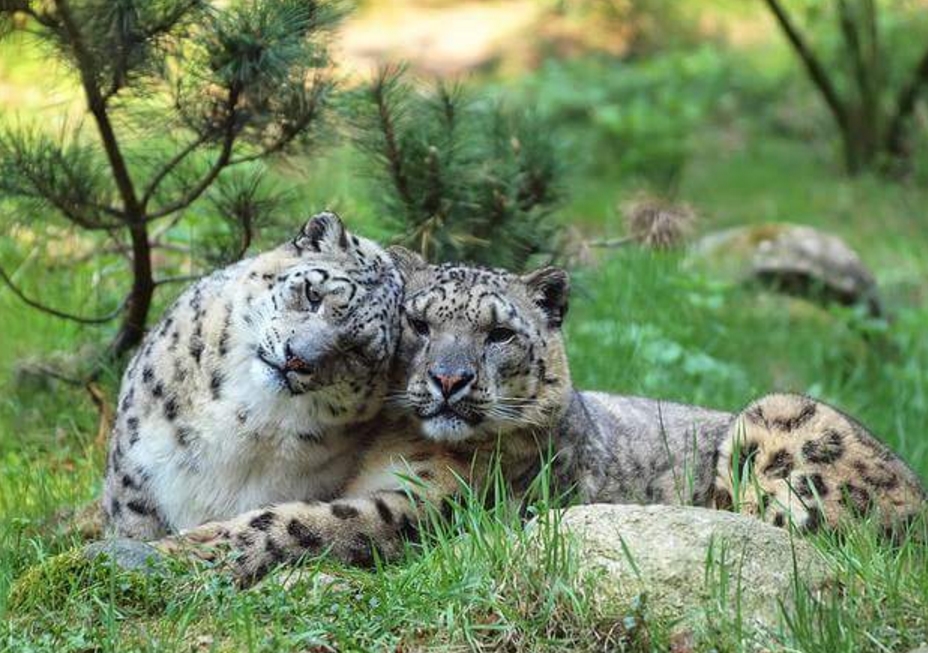 hewan romantis © 2016 brilio.net hewan romantis © 2016 brilio.net