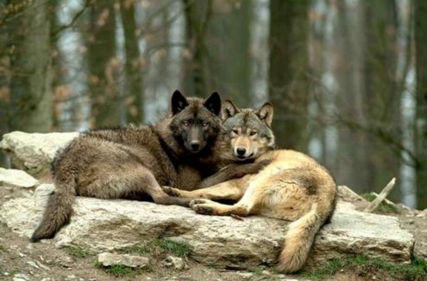 hewan romantis © 2016 brilio.net hewan romantis © 2016 brilio.net