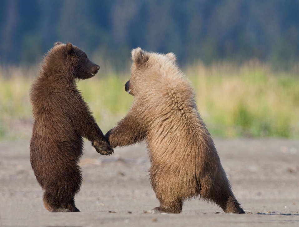 hewan romantis © 2016 brilio.net hewan romantis © 2016 brilio.net