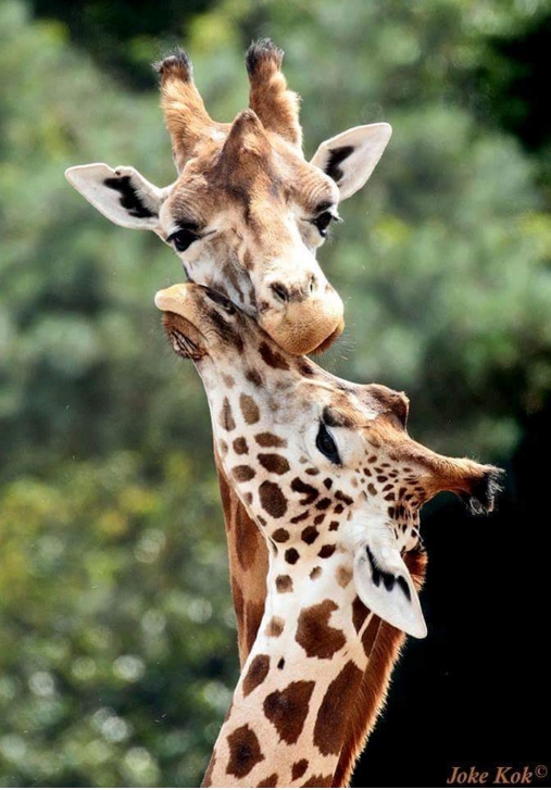 hewan romantis © 2016 brilio.net hewan romantis © 2016 brilio.net