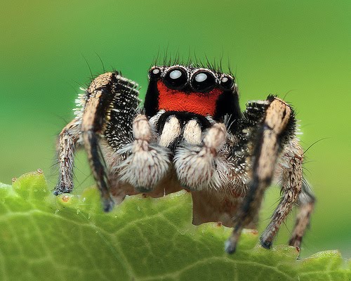 robot laba-laba © 2016 brilio.net robot laba-laba © 2016 brilio.net