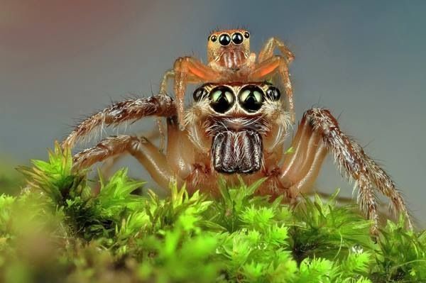 robot laba-laba © 2016 brilio.net robot laba-laba © 2016 brilio.net