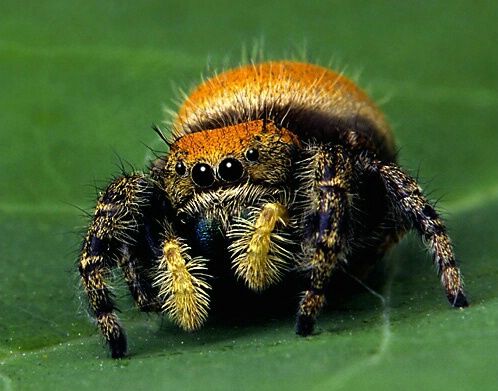 robot laba-laba © 2016 brilio.net robot laba-laba © 2016 brilio.net