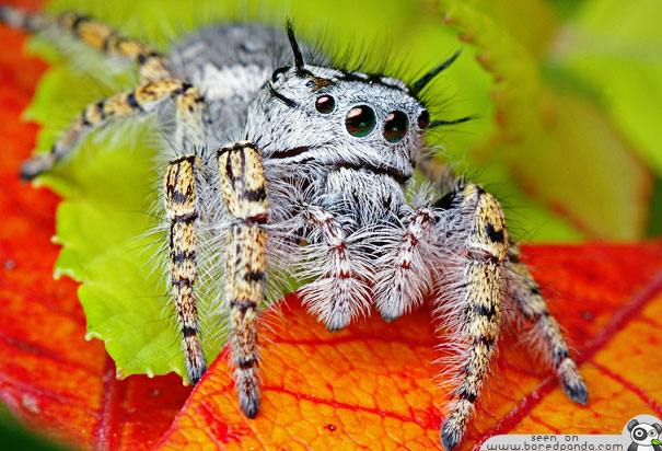 robot laba-laba © 2016 brilio.net robot laba-laba © 2016 brilio.net