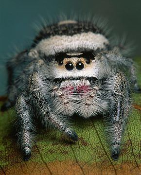 robot laba-laba © 2016 brilio.net robot laba-laba © 2016 brilio.net