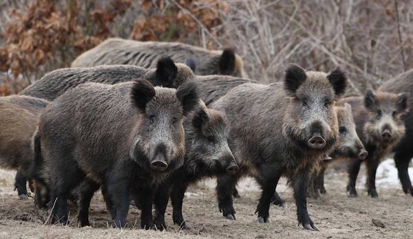 Radioactive boars spreading through Japan