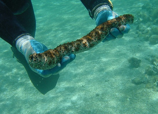 7 Hewan Laut Ini Sering Disangka Tumbuhan Kamu Juga Pernah Kelir