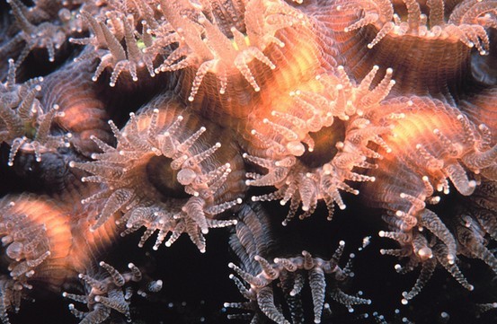 7 Hewan laut ini sering disangka tumbuhan, kamu juga pernah keliru?