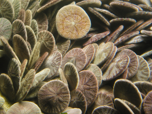 hewan laut aneh  © 2016 brilio.net