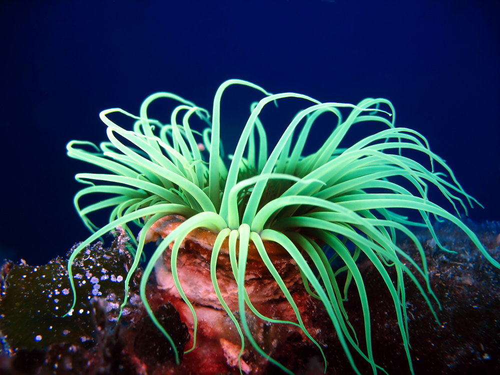7 Hewan laut ini sering disangka tumbuhan, kamu juga pernah keliru?