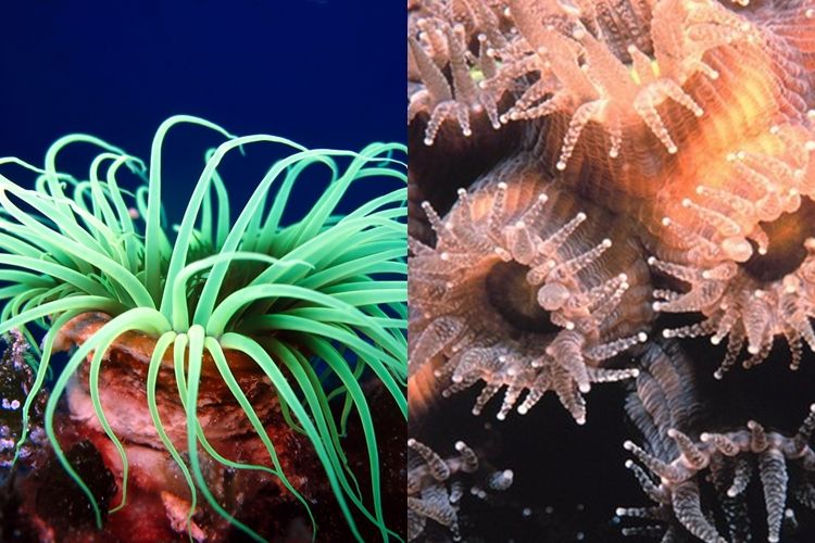 7 Hewan laut  ini sering disangka tumbuhan  kamu juga 