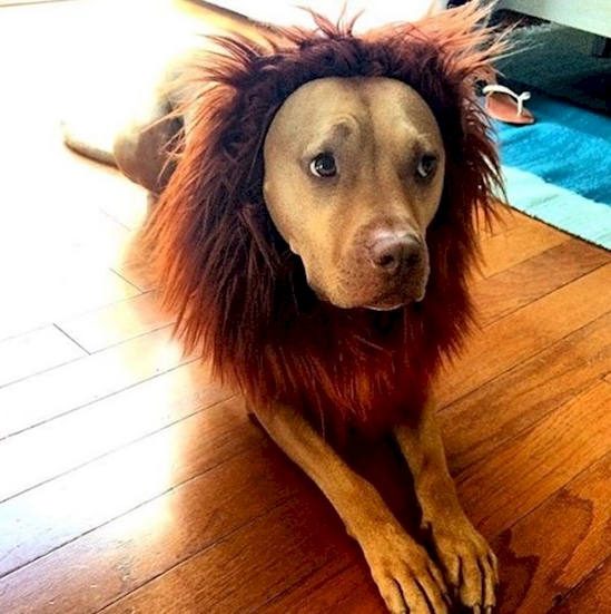 Bubba © 2016 brilio.net Bubba © 2016 brilio.net