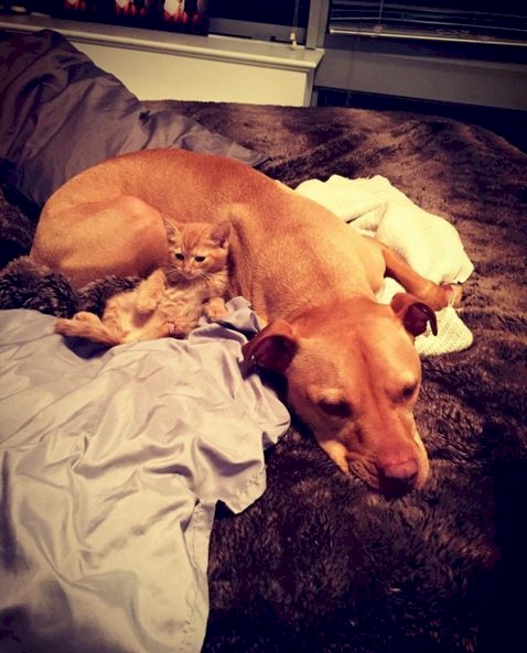 Bubba © 2016 brilio.net Bubba © 2016 brilio.net