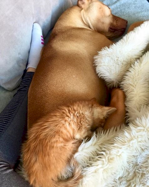 Bubba © 2016 brilio.net Bubba © 2016 brilio.net