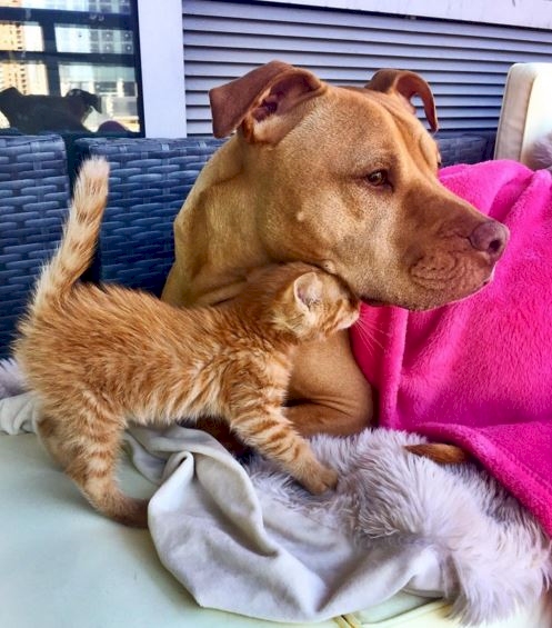 Bubba © 2016 brilio.net Bubba © 2016 brilio.net