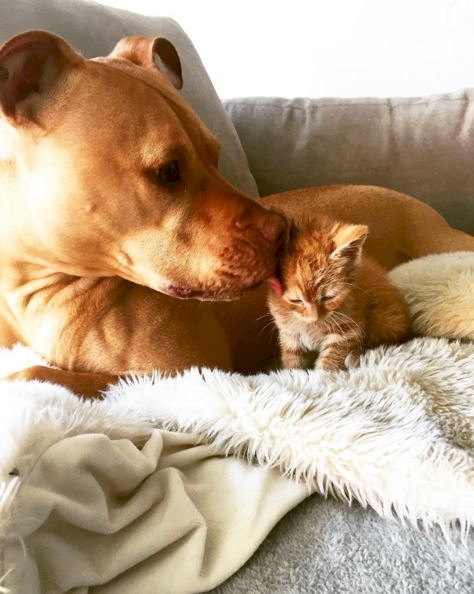 Bubba © 2016 brilio.net Bubba © 2016 brilio.net