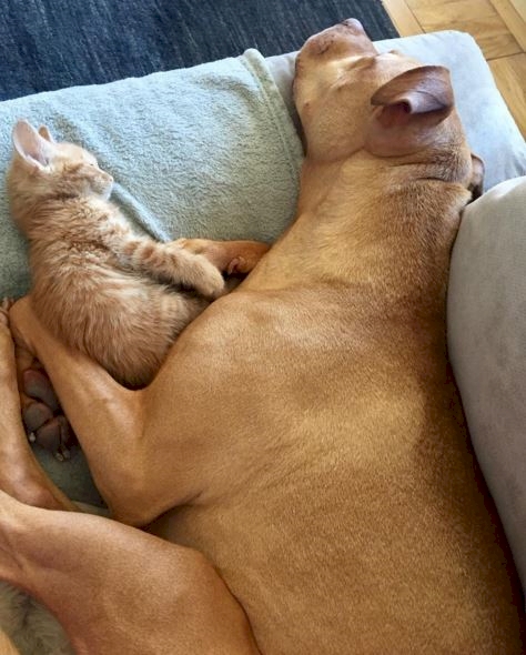 Bubba © 2016 brilio.net Bubba © 2016 brilio.net