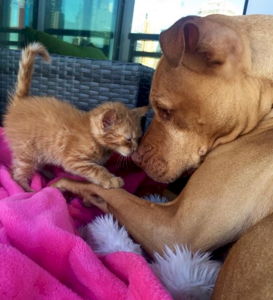 Kenalin Bubba, Pitbull yang perlakukan kucing seolah anaknya sendiri