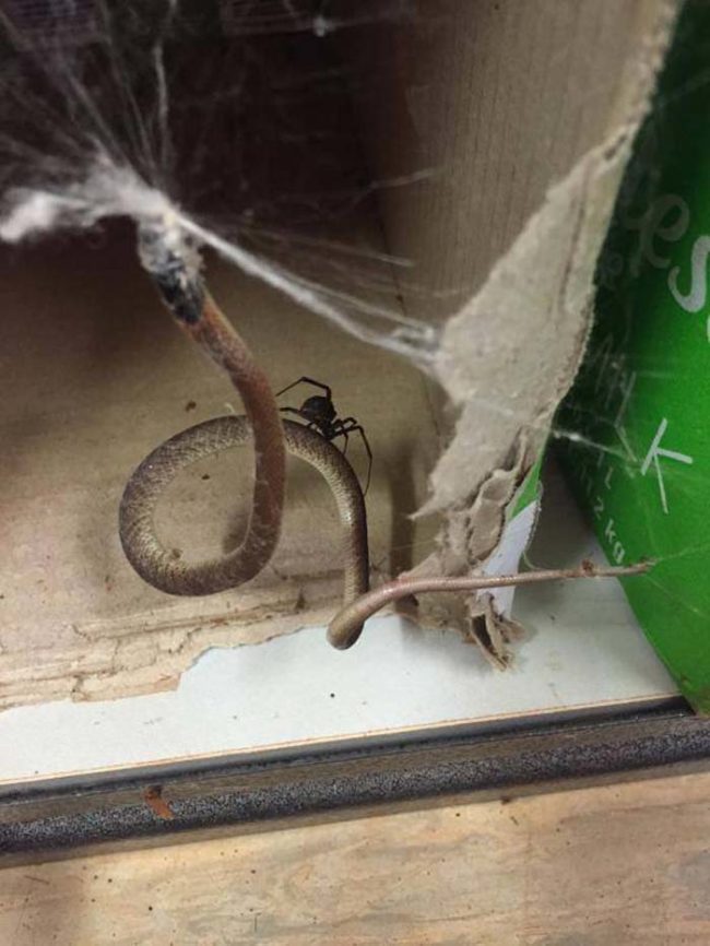 Laba-laba lebih mematikan ketimbang ular? 10 foto ini buktinya! 